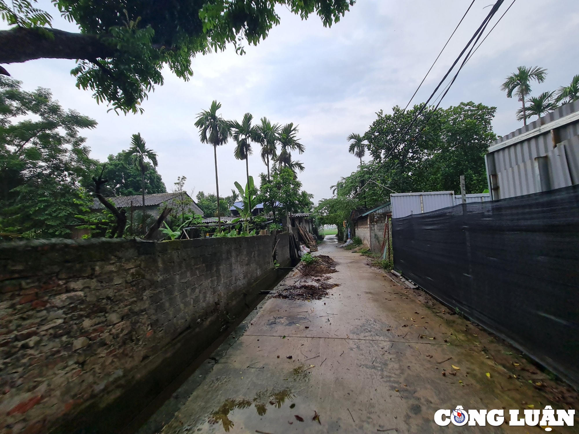 ung hoa ha noi vi pham tran lan tren dat nong nghiep ubnd xa hoa nam chua xu ly dut diem hinh 6