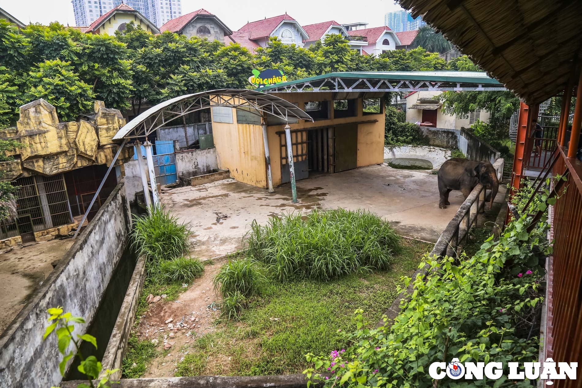 ha noi phat hien them o thien duong bao son cung co con voi bi xieng xich hinh 1