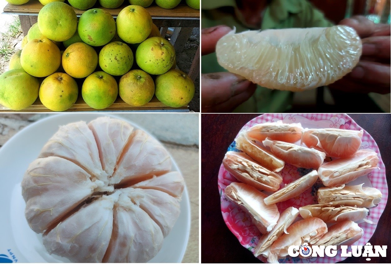 thu phu buoi phuc trach nhon nhip vao mua thu hoach hinh 5