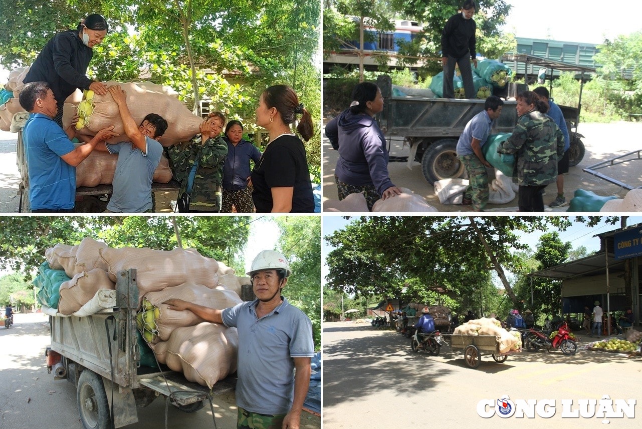 thu phu buoi phuc trach nhon nhip vao mua thu hoach hinh 2