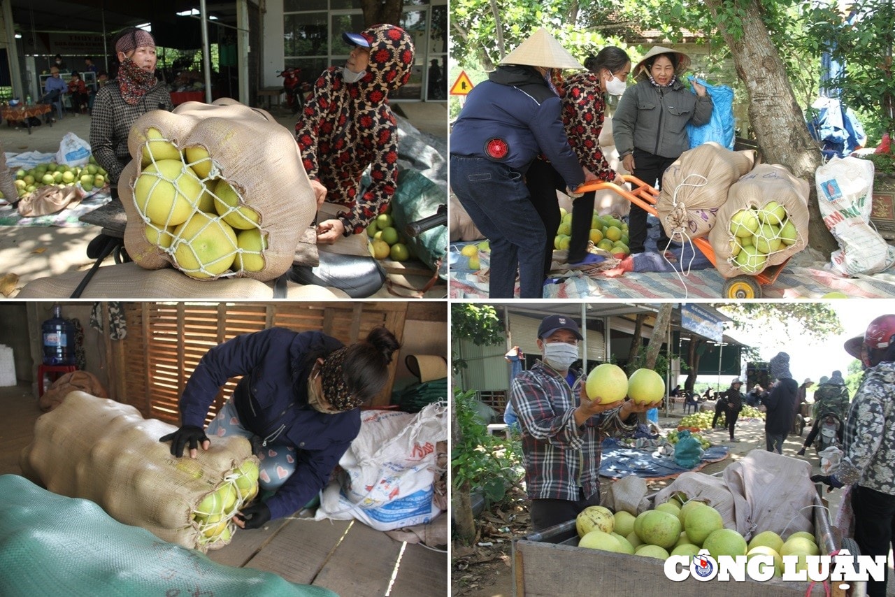 thu phu buoi phuc trach nhon nhip vao mua thu hoach hinh 3