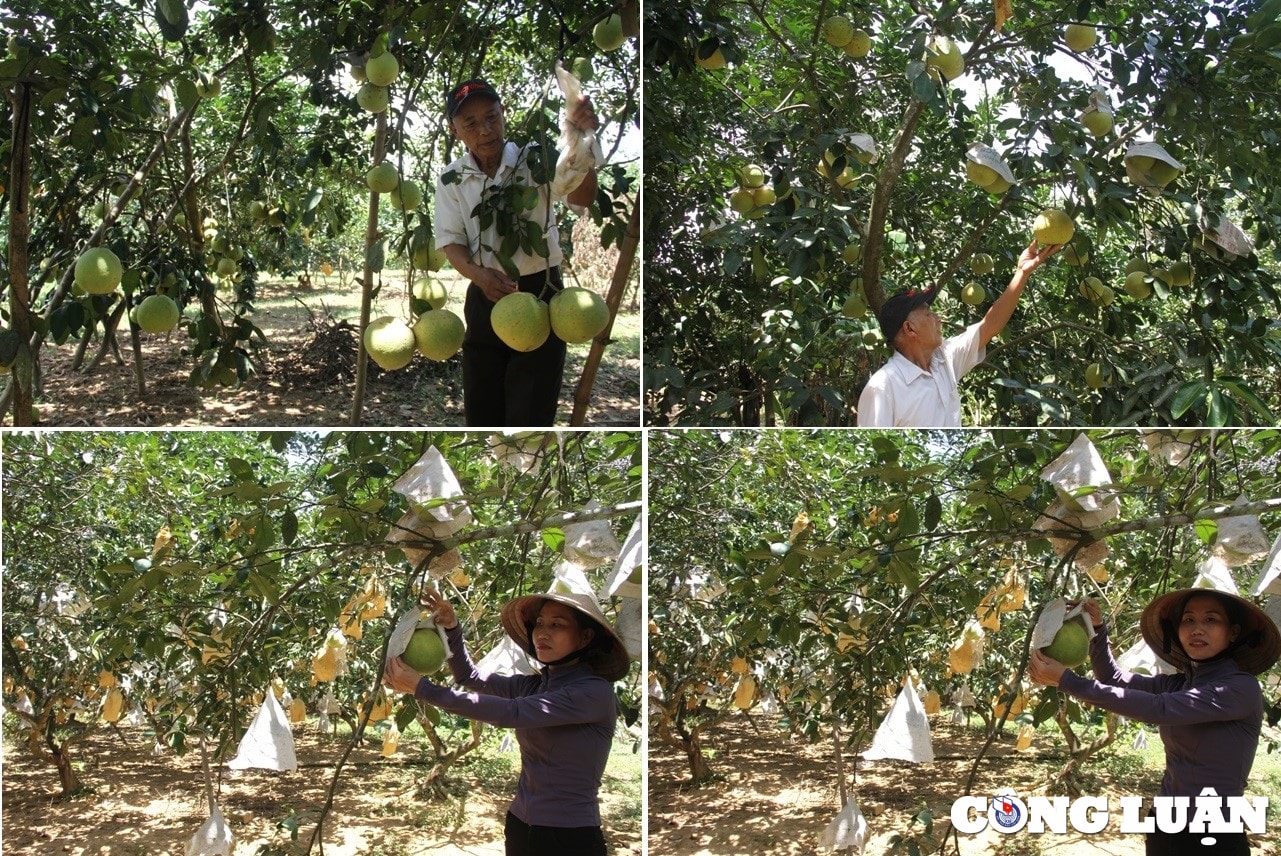 thu phu buoi phuc trach nhon nhip vao mua thu hoach hinh 1