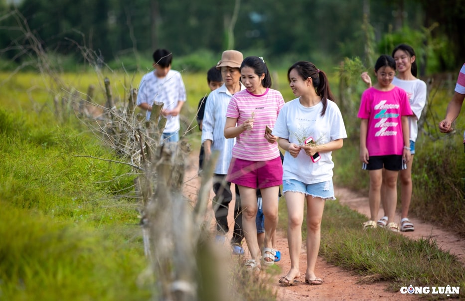 dep ngo ngang canh dong cay re o con son hai duong hinh 8