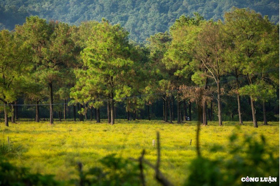 dep ngo ngang canh dong cay re o con son hai duong hinh 6