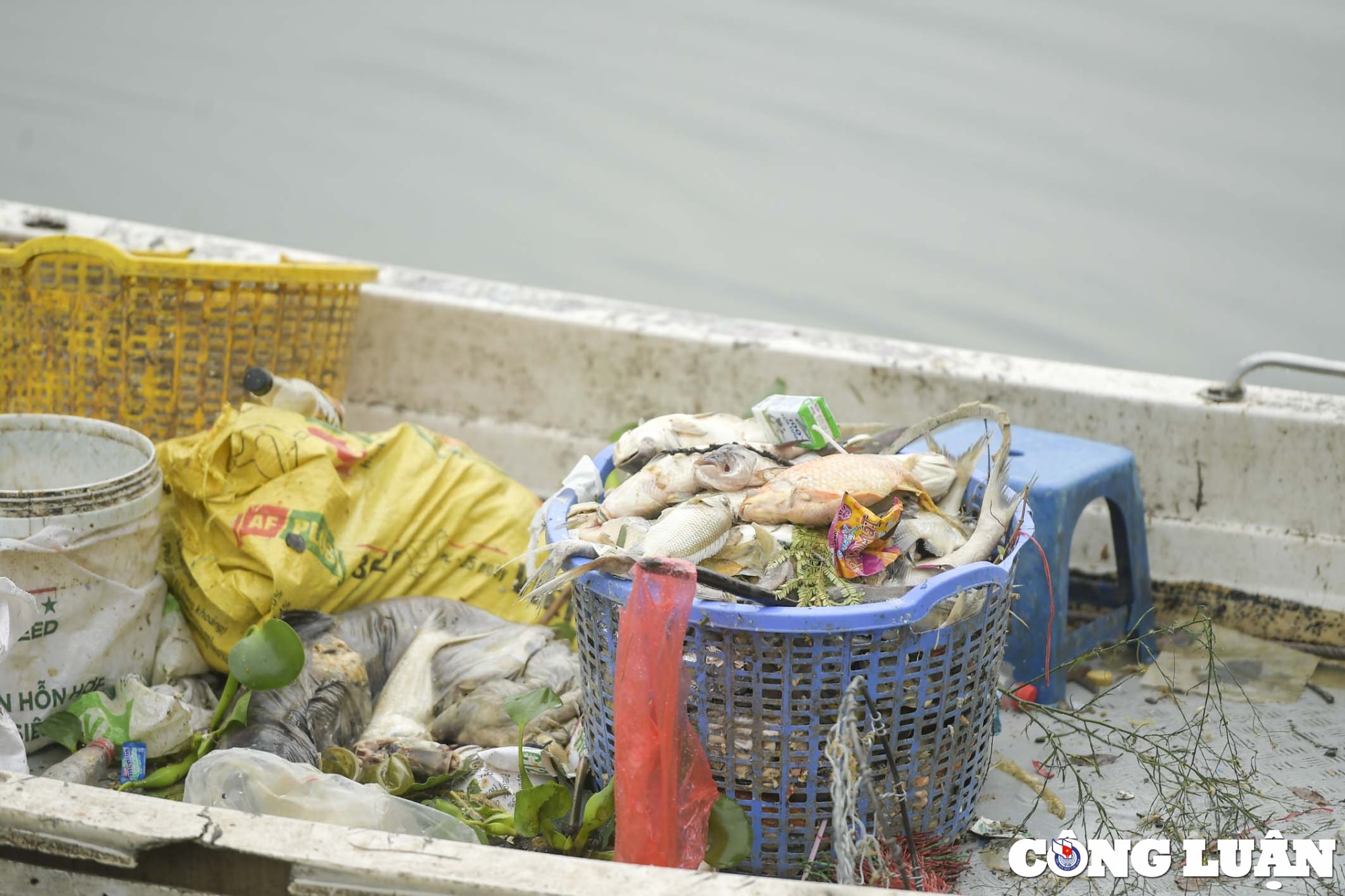 ho tay ha noi ca lai chet dat vao bo boc mui hoi thoi hinh 6