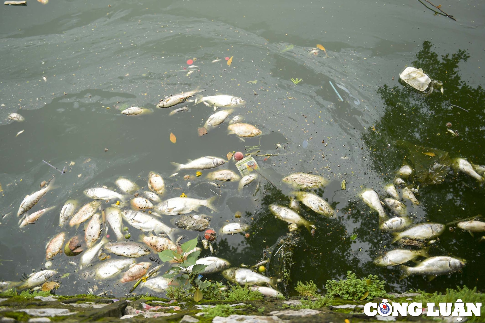 ho tay ha noi ca lai chet dat vao bo boc mui hoi thoi hinh 3