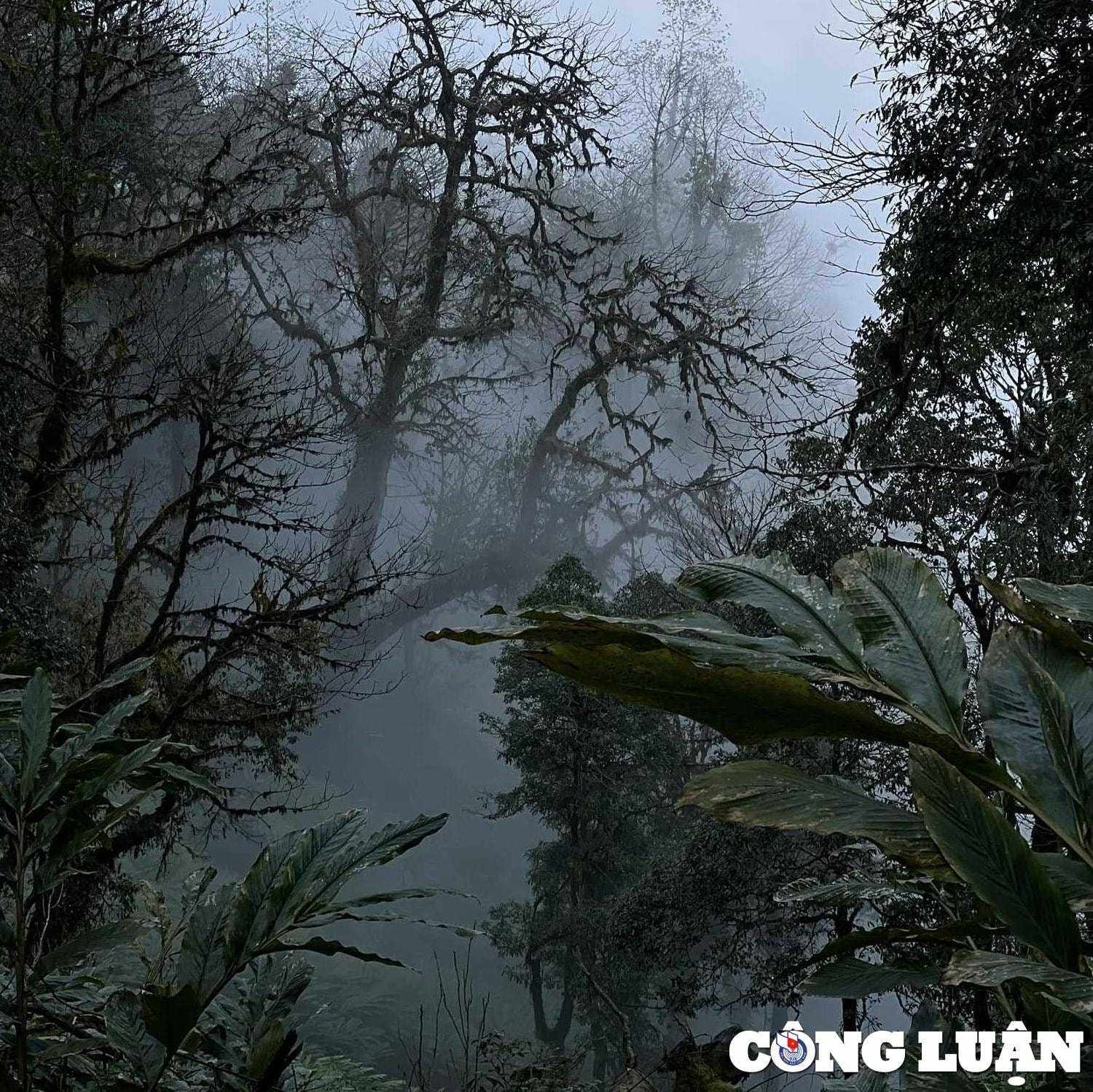 nhiu co san khu rung thuy tinh huyen bi tai lao cai hinh 2