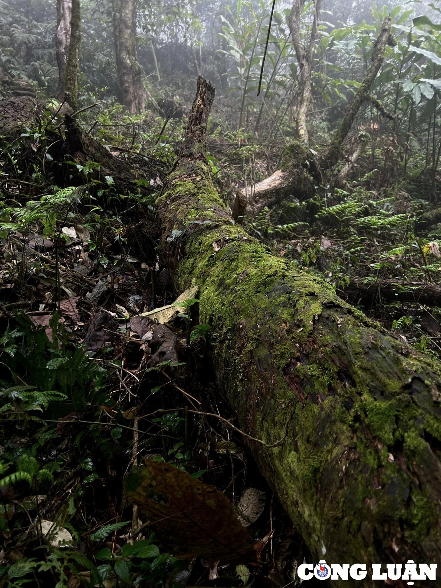 nhiu co san khu rung thuy tinh huyen bi tai lao cai hinh 3