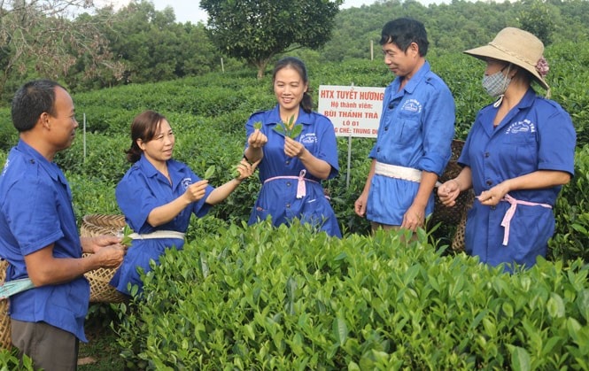 thu tuong pham minh chinh dong y to chuc dien dan kinh te hop tac hop tac xa nam 2023 hinh 1