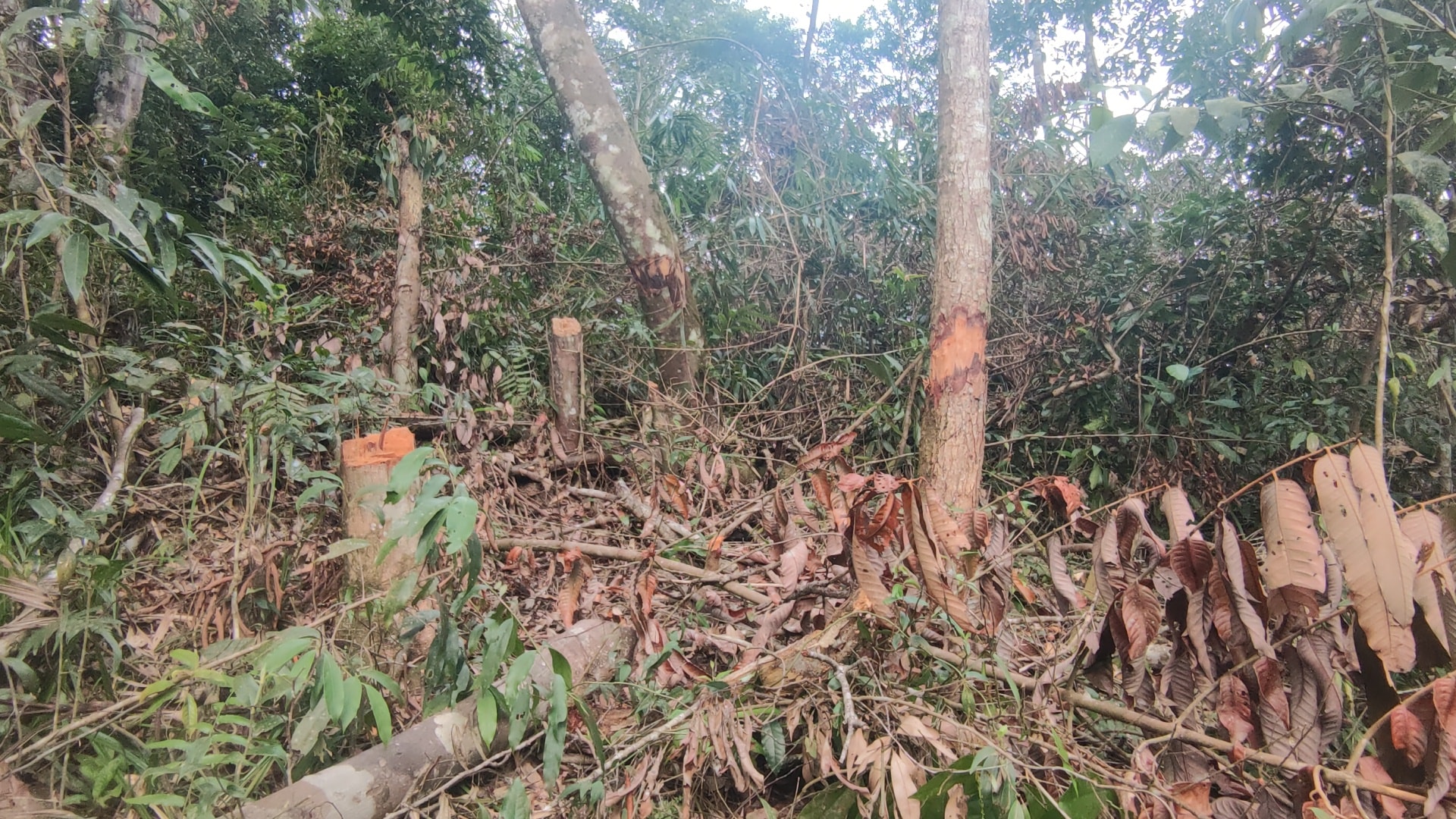 van nong tinh trang pha rung lam nuong ray o kon tum hinh 5