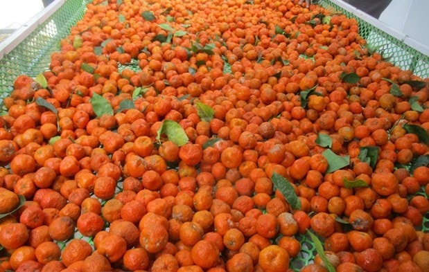 huyen ba thuoc khoi phuc phat trien cay quyt hoi giup ba con vung cao thoat ngheo hinh 1