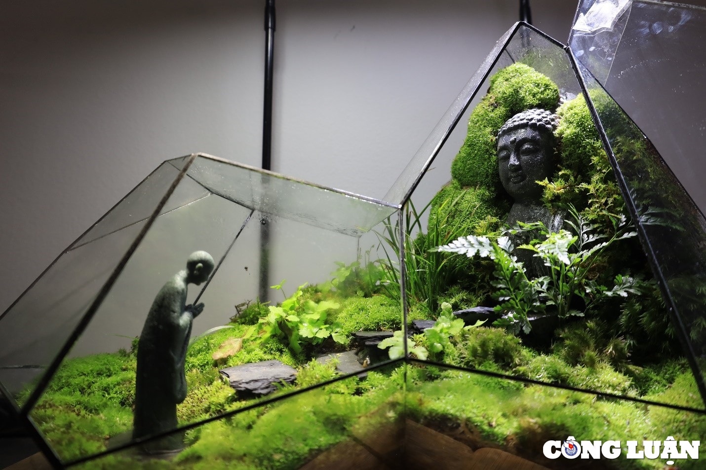 doc dao thu choi thiet ke tieu canh terrarium hinh 7