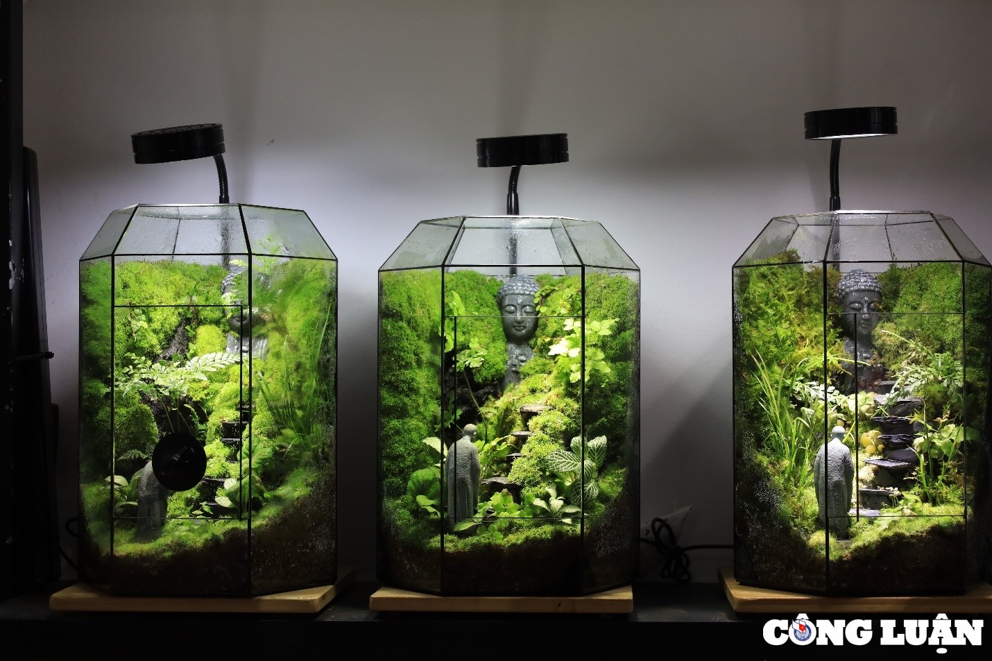 doc dao thu choi thiet ke tieu canh terrarium hinh 1