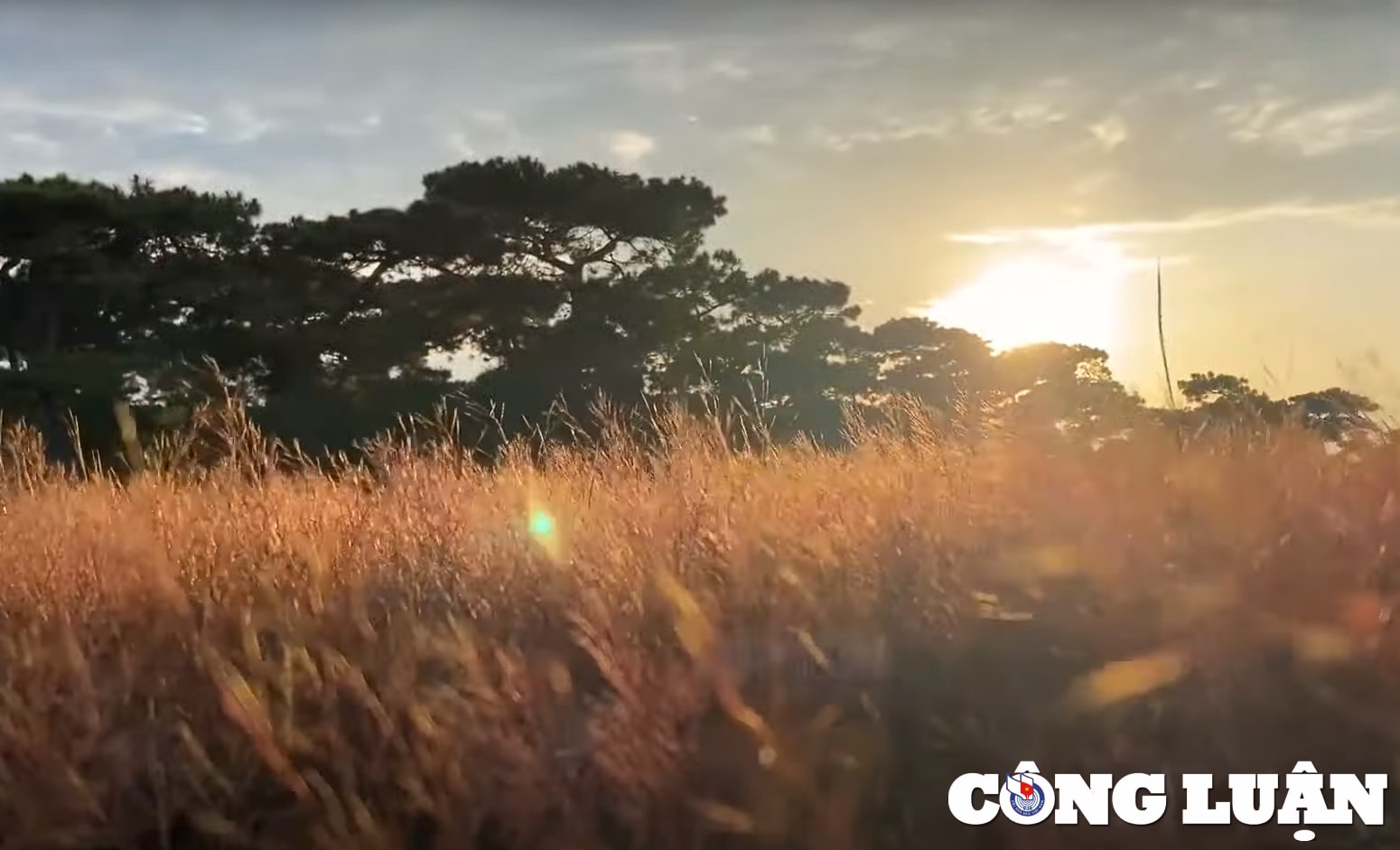 doi co hong doc nhat vo nhi tren cao nguyen gia lai hinh 2