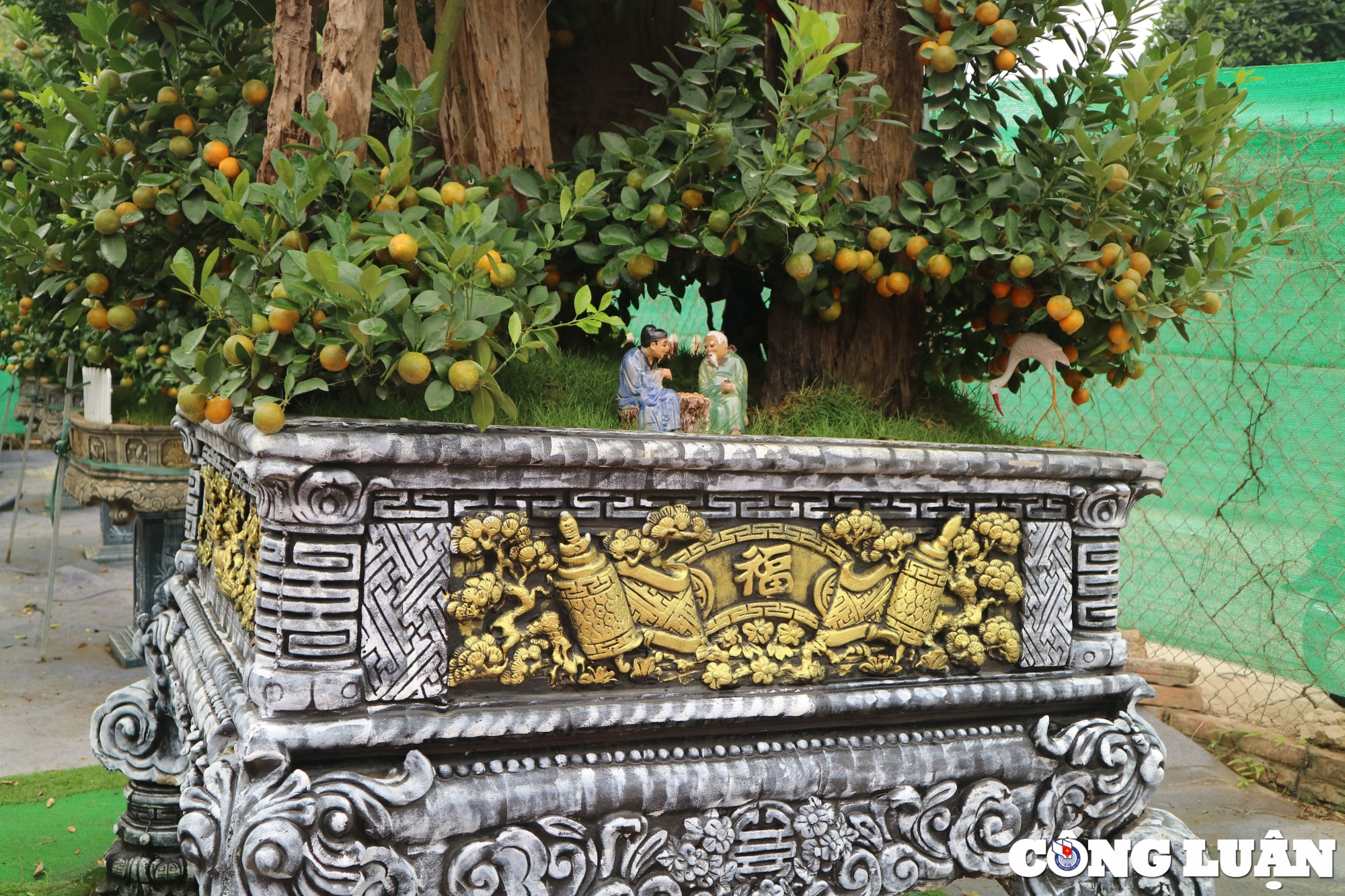 ha noi nguoi dan vua quat tu lien hoi ha cham soc cay vu tet hinh 6