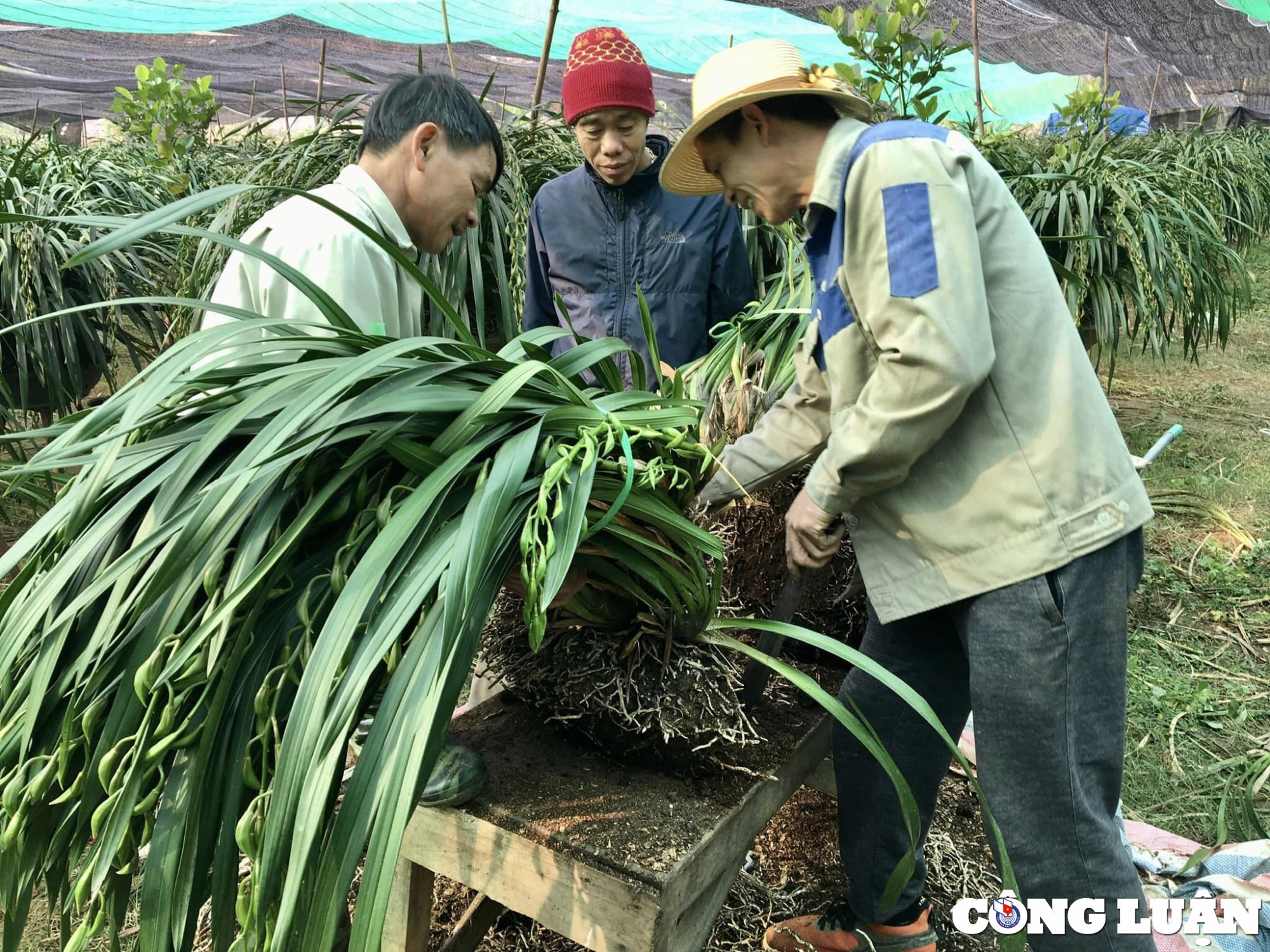 hang van chau hoa dia lan sa pa da xuong pho don tet hinh 1
