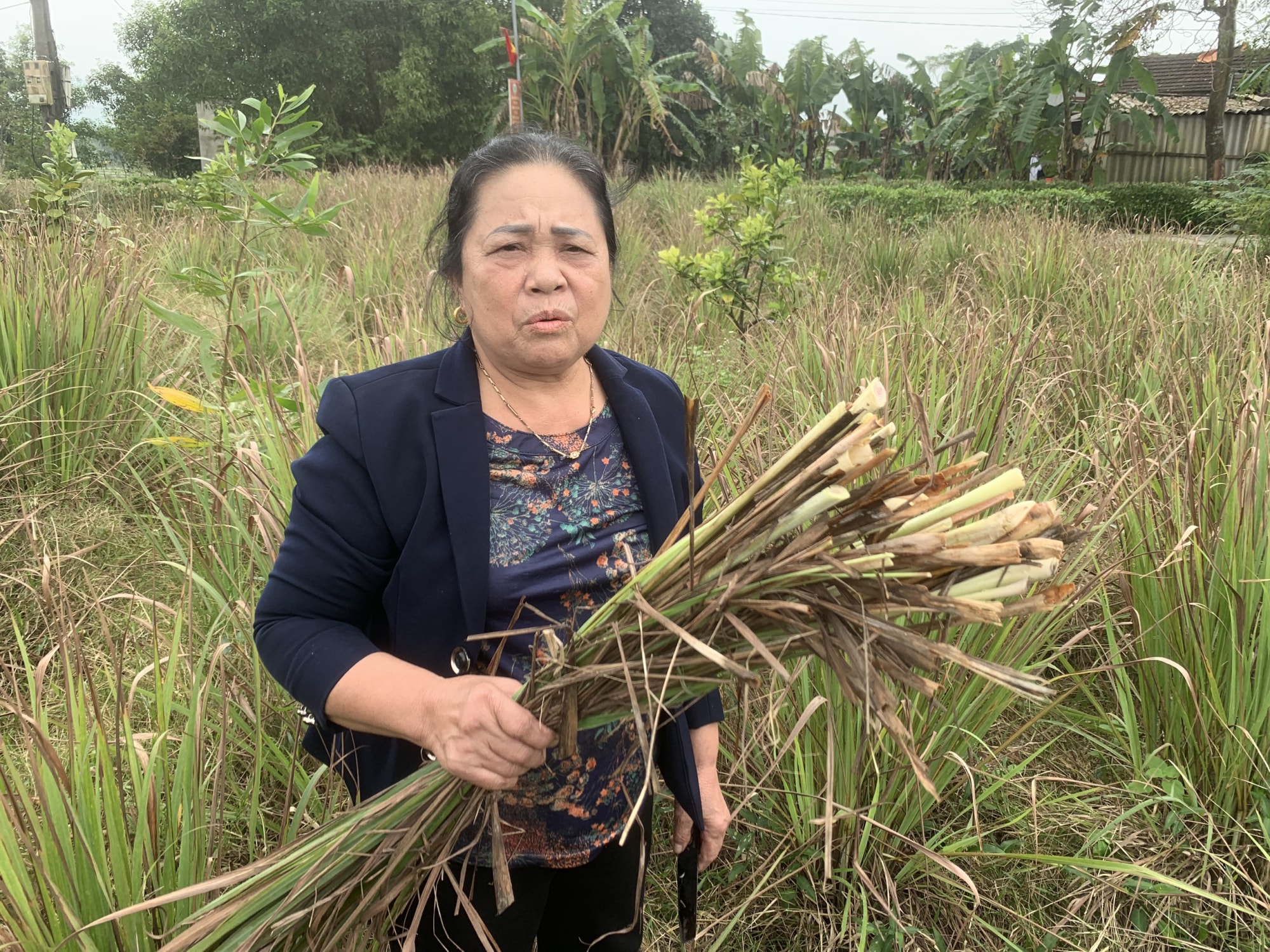 cong ty duoc lieu truong duong that hua khien hang chuc ha cay sa lui tan o ha tinh hinh 1