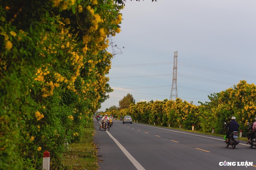 duong noi can tho vi thanh tuyen duong dep nhat mien tay nam bo hinh 2