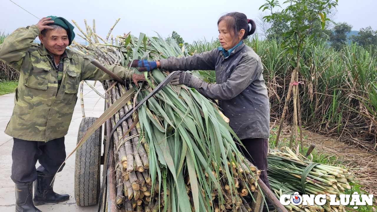 lang nghe mat mia truyen thong o ha tinh tat bat phuc vu tet nguyen dan hinh 3