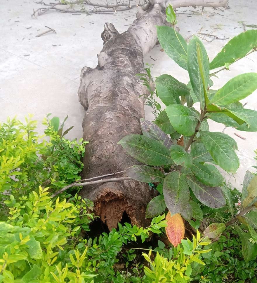 phu yen bon hoc sinh bi thuong do cay phuong bat goc hinh 1