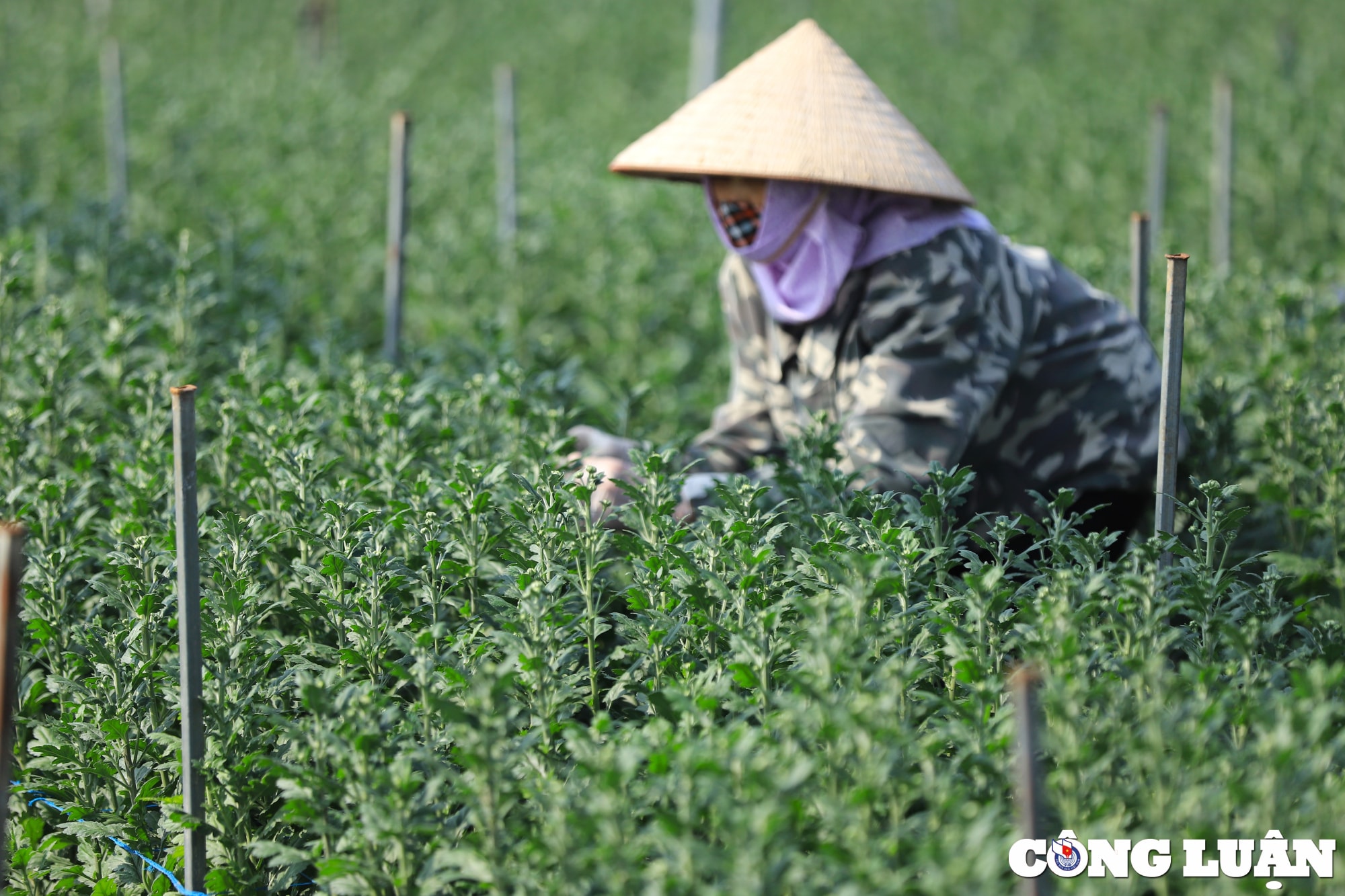 nguoi dan vung hoa ngoai thanh ha noi tat bat vu tet 2024 hinh 4