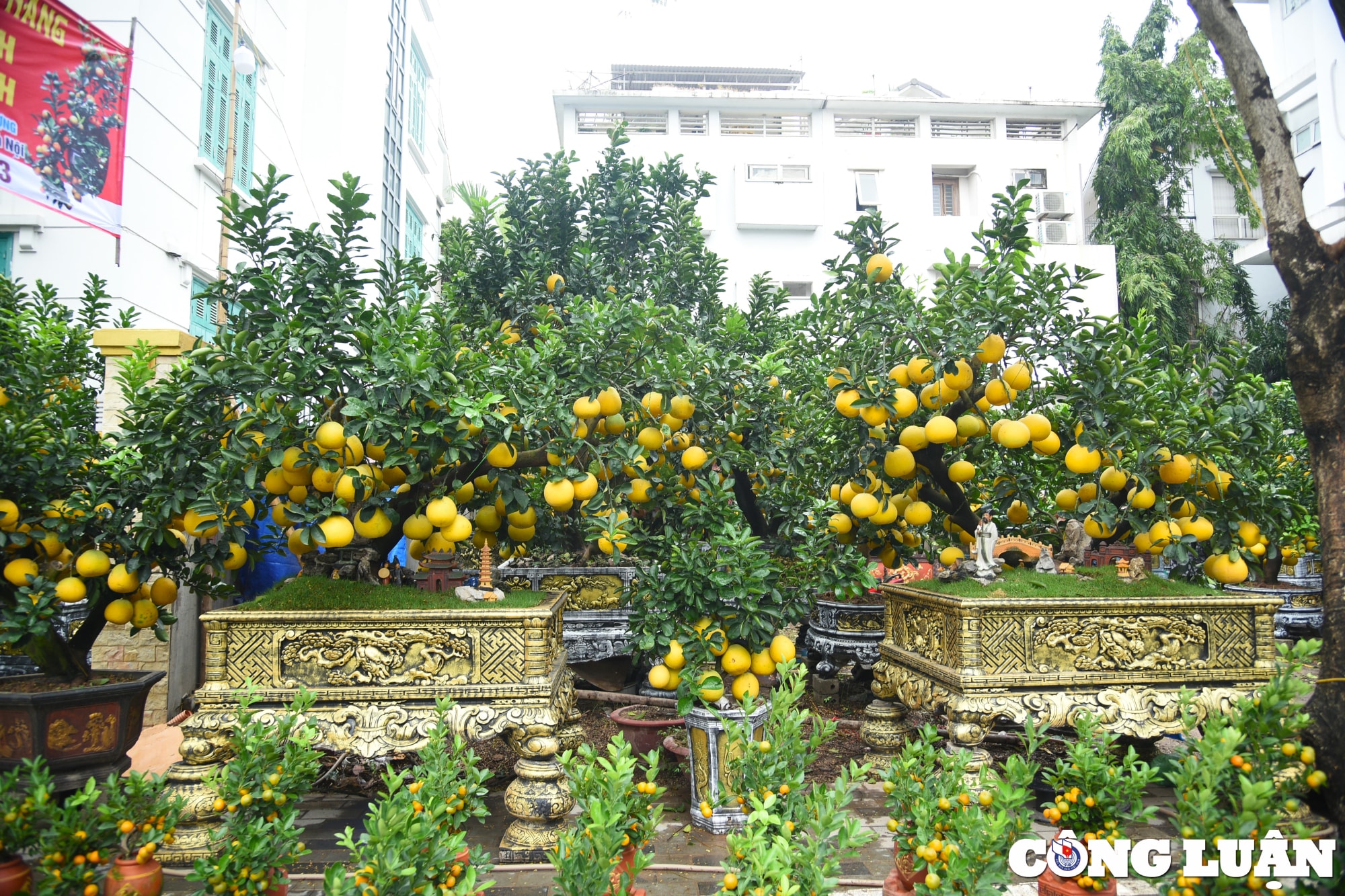 buoi vang gia hang tram trieu dong xuong duong pho ha noi cho khach mua ve don tet hinh 12