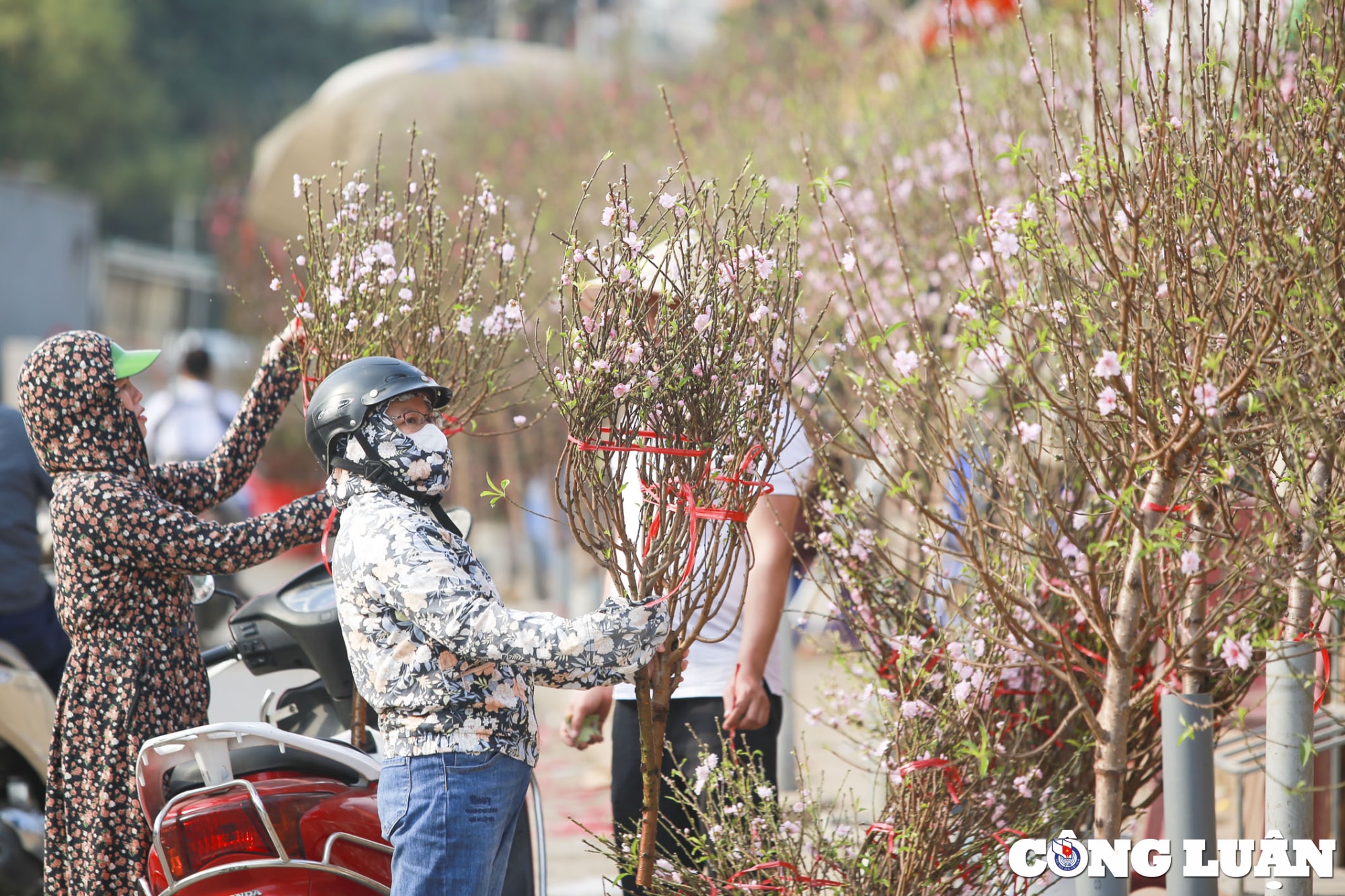 ha noi nhon nhip nguoi mua hoa dao ve choi tet som hinh 2