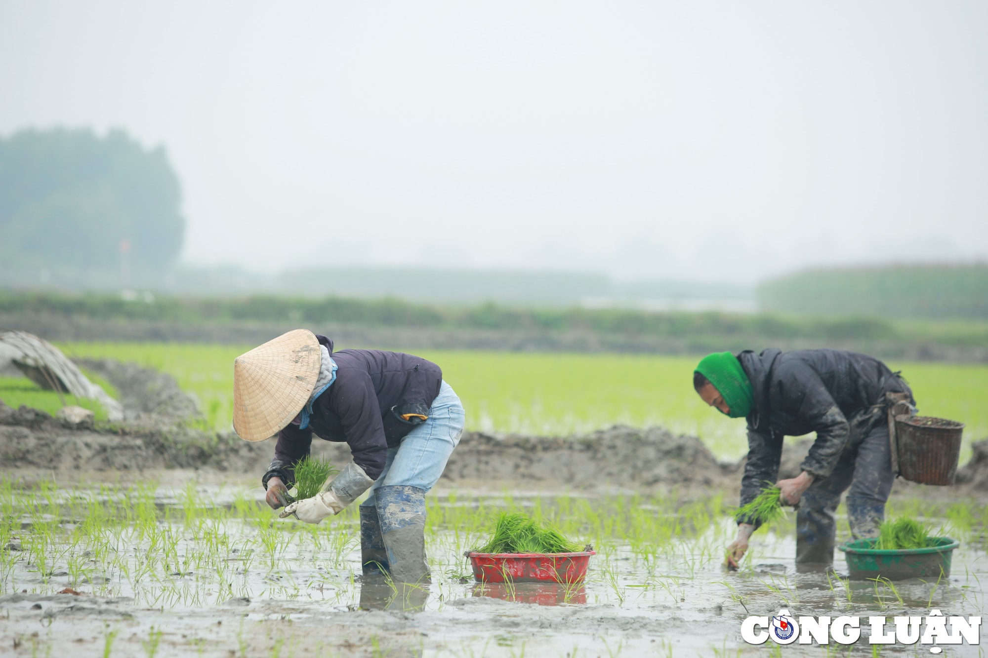 nghe an nong dan chan tay tran loi ruong cay lua trong mua ret hinh 2