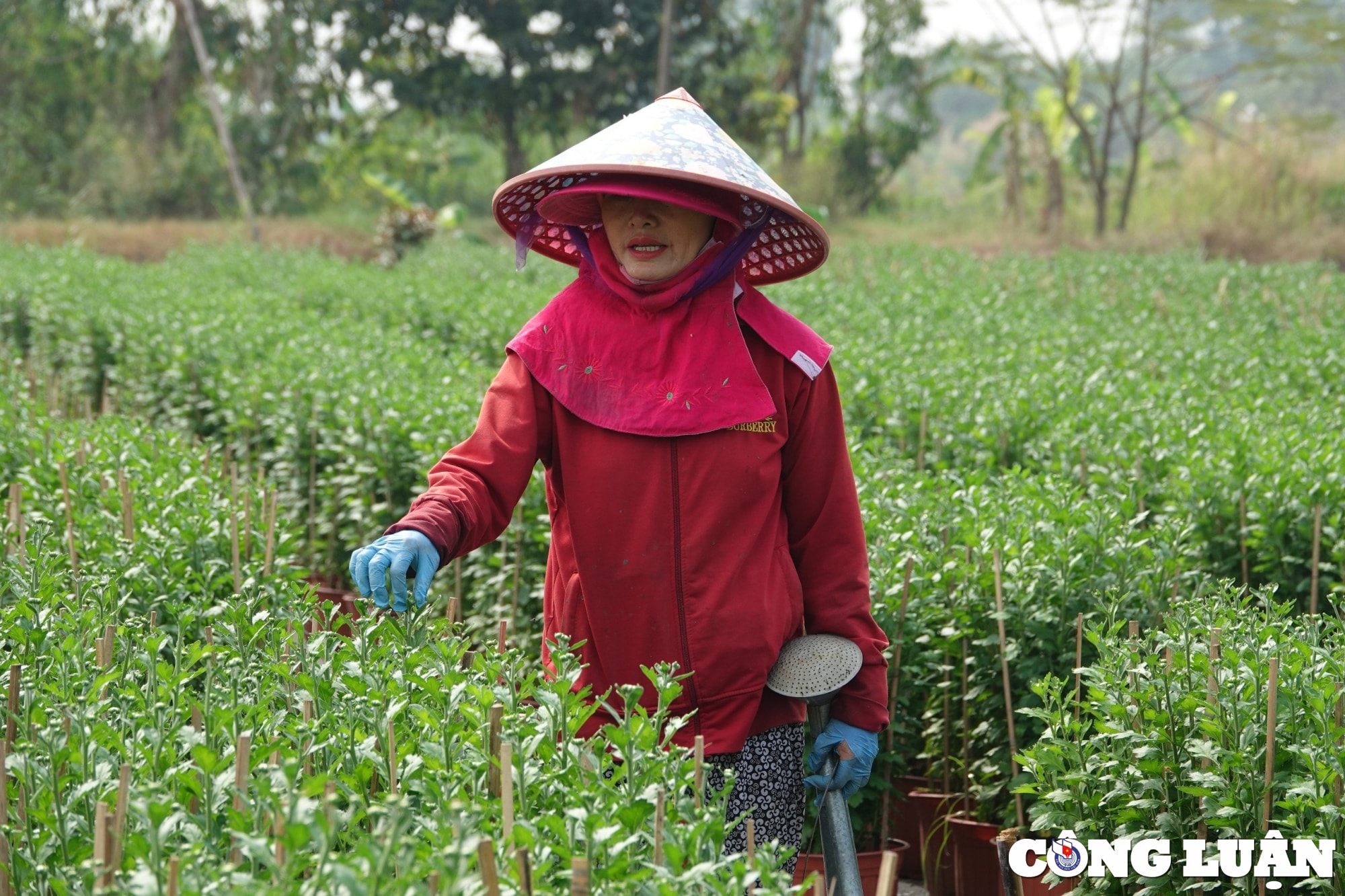 lac dac nguoi dat mua chu vuon hoa tet chi mong thu hoi von hinh 2
