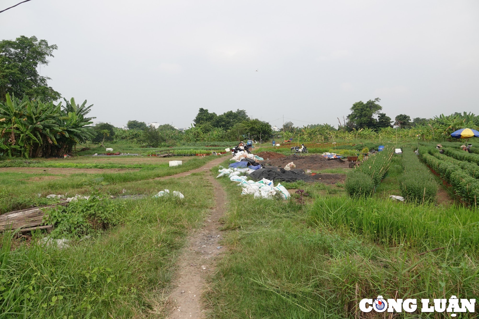 lac dac nguoi dat mua chu vuon hoa tet chi mong thu hoi von hinh 10