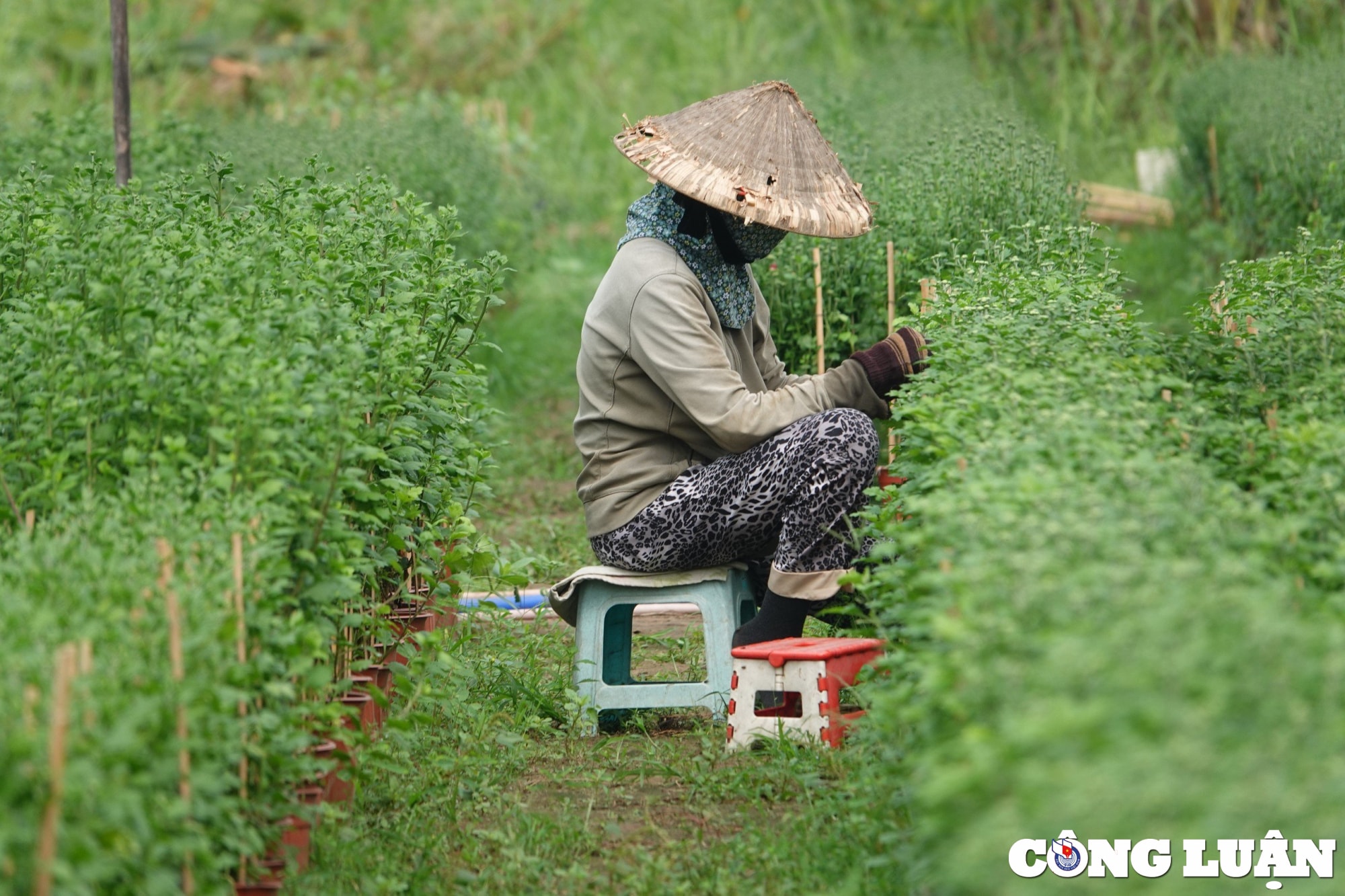 lac dac nguoi dat mua chu vuon hoa tet chi mong thu hoi von hinh 5