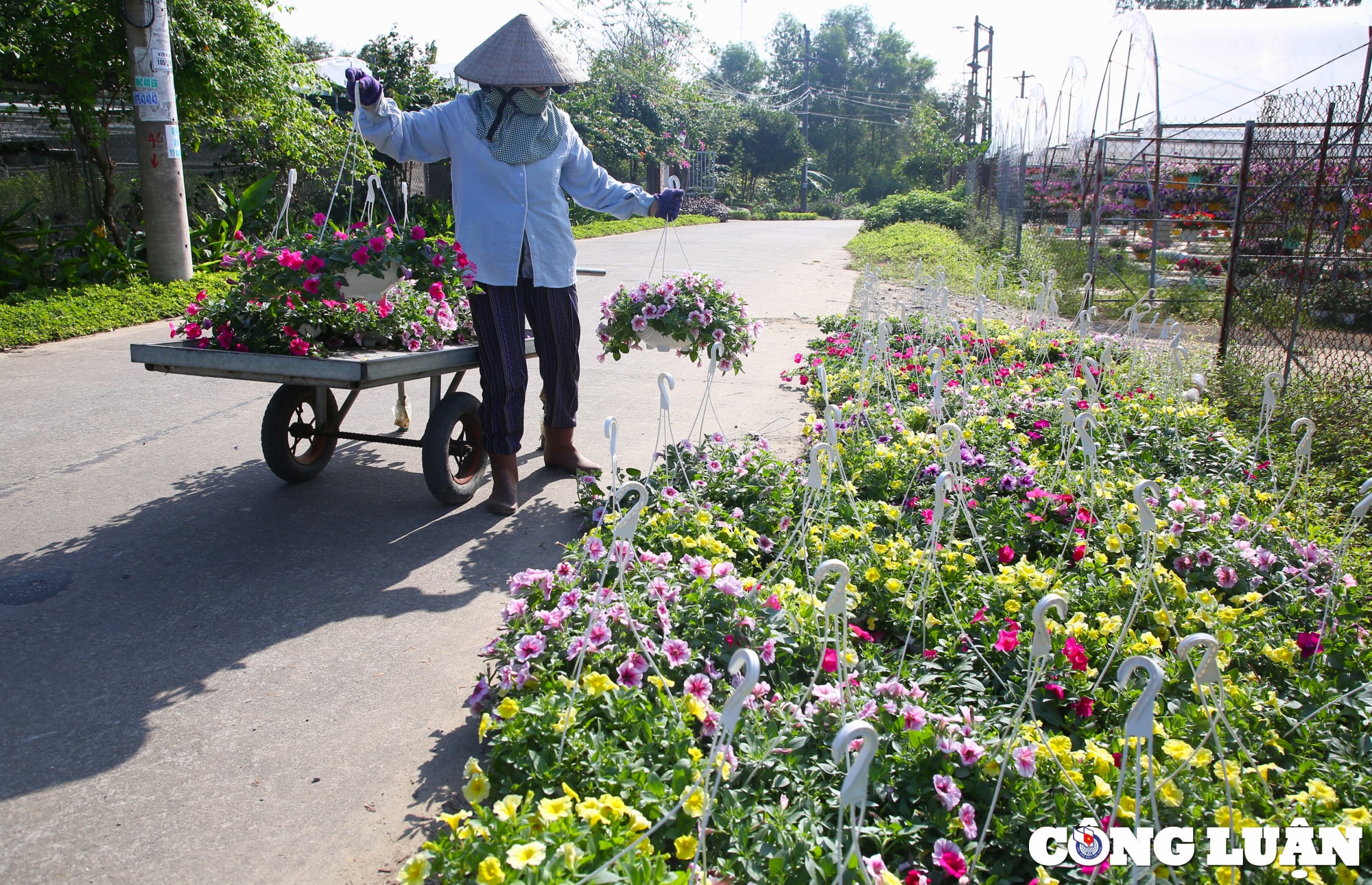 lang hoa lon nhat da nang tat bat nhung ngay giap tet nguyen dan hinh 8