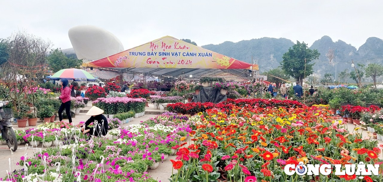 quang ninh cho hoa xuan ha long nhon nhip ngay cuoi nam hinh 1