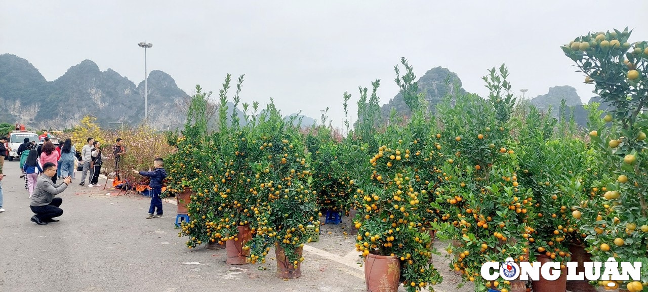 quang ninh cho hoa xuan ha long nhon nhip ngay cuoi nam hinh 5