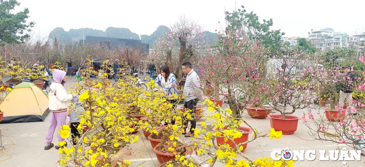quang ninh cho hoa xuan ha long nhon nhip ngay cuoi nam hinh 6