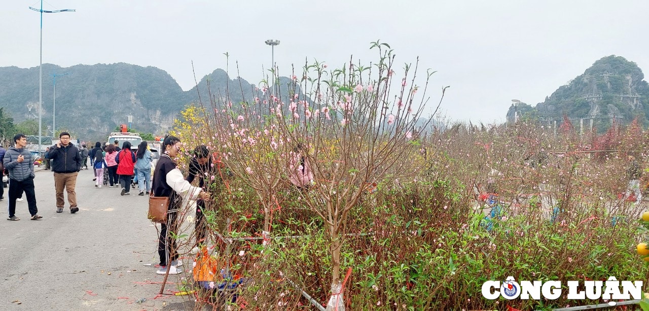 quang ninh cho hoa xuan ha long nhon nhip ngay cuoi nam hinh 11