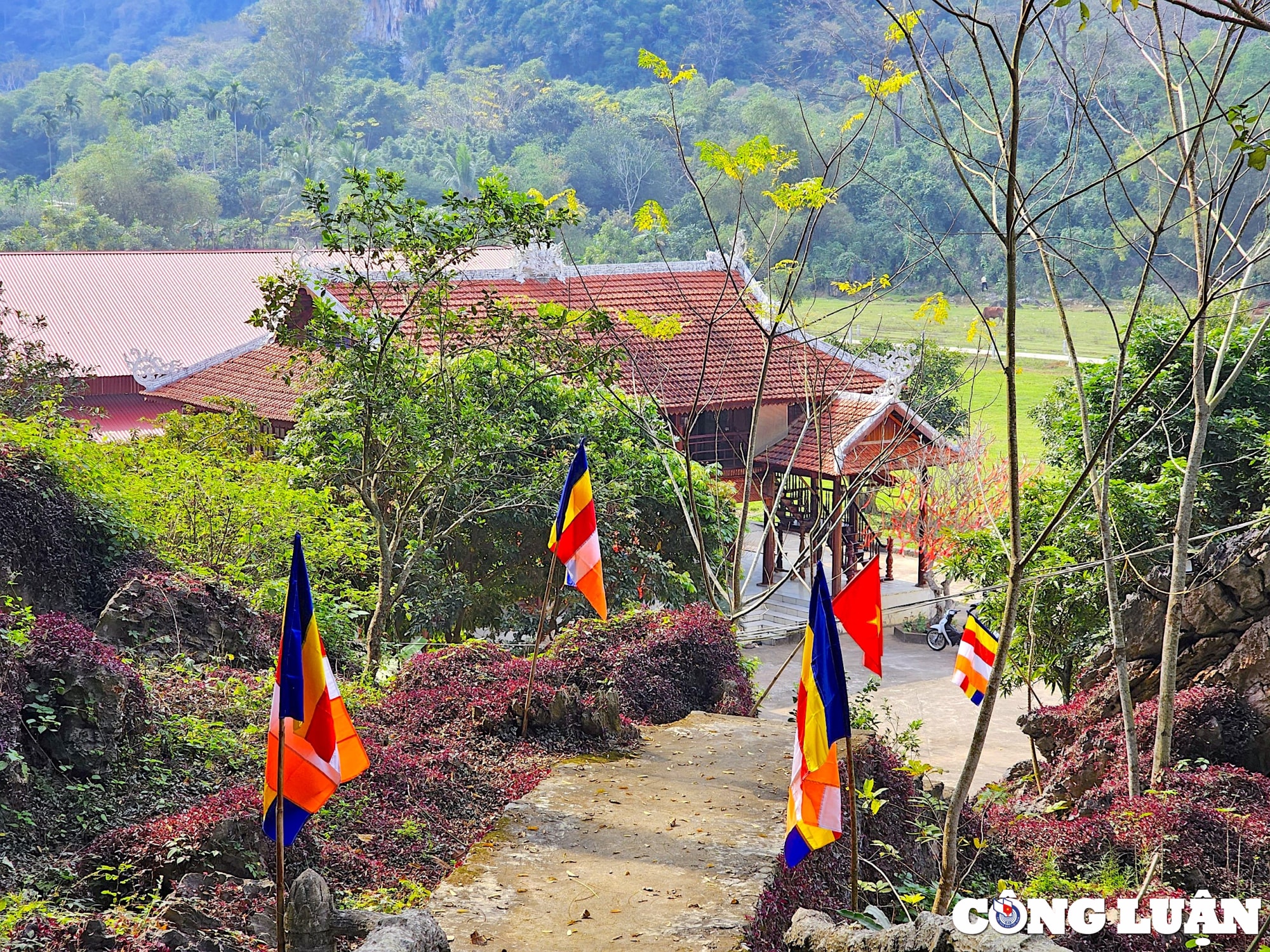 nam rong ghe tham chua rong hinh 5