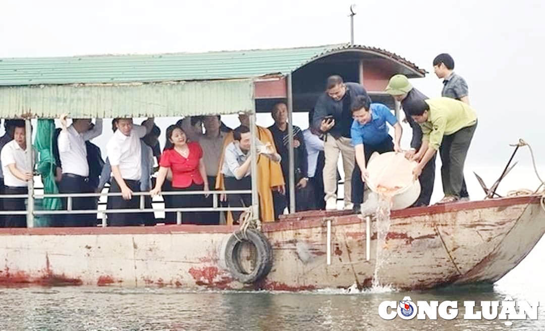 tha ca giong tai tao nguon loi thuy san tai ho ke go hinh 4