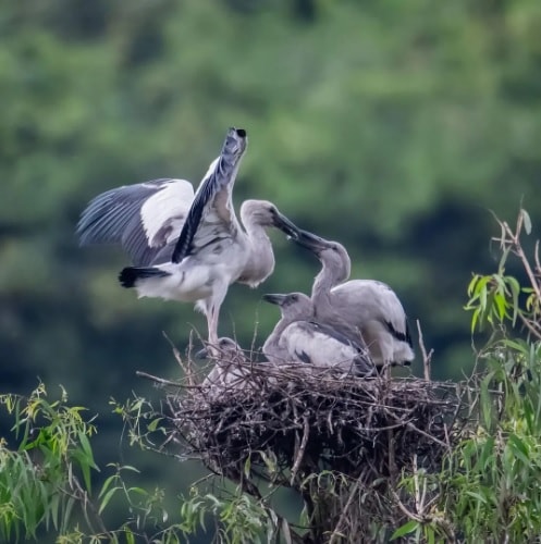 ghe tham khu du lich sinh thai thung nham xu so cua cac loai chim tai ninh binh hinh 3