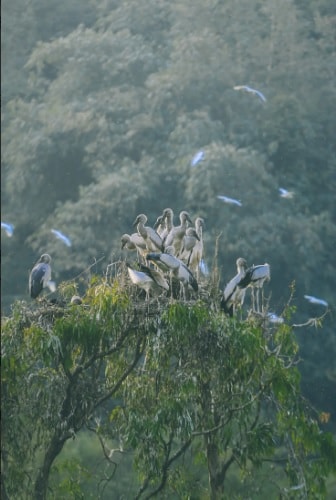 ghe tham khu du lich sinh thai thung nham xu so cua cac loai chim tai ninh binh hinh 4