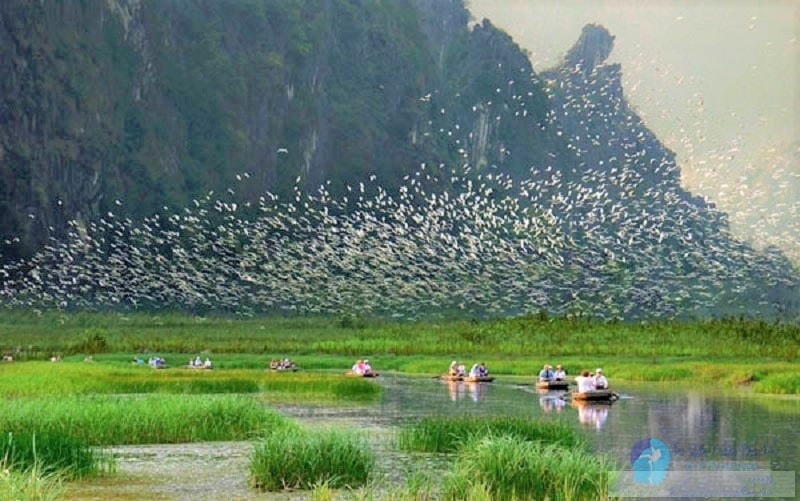 ghe tham khu du lich sinh thai thung nham xu so cua cac loai chim tai ninh binh hinh 6