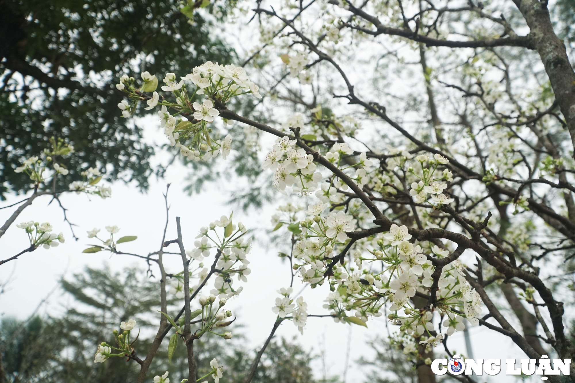ha noi hoa le rung hut khach thu do sau tet nguyen dan hinh 8