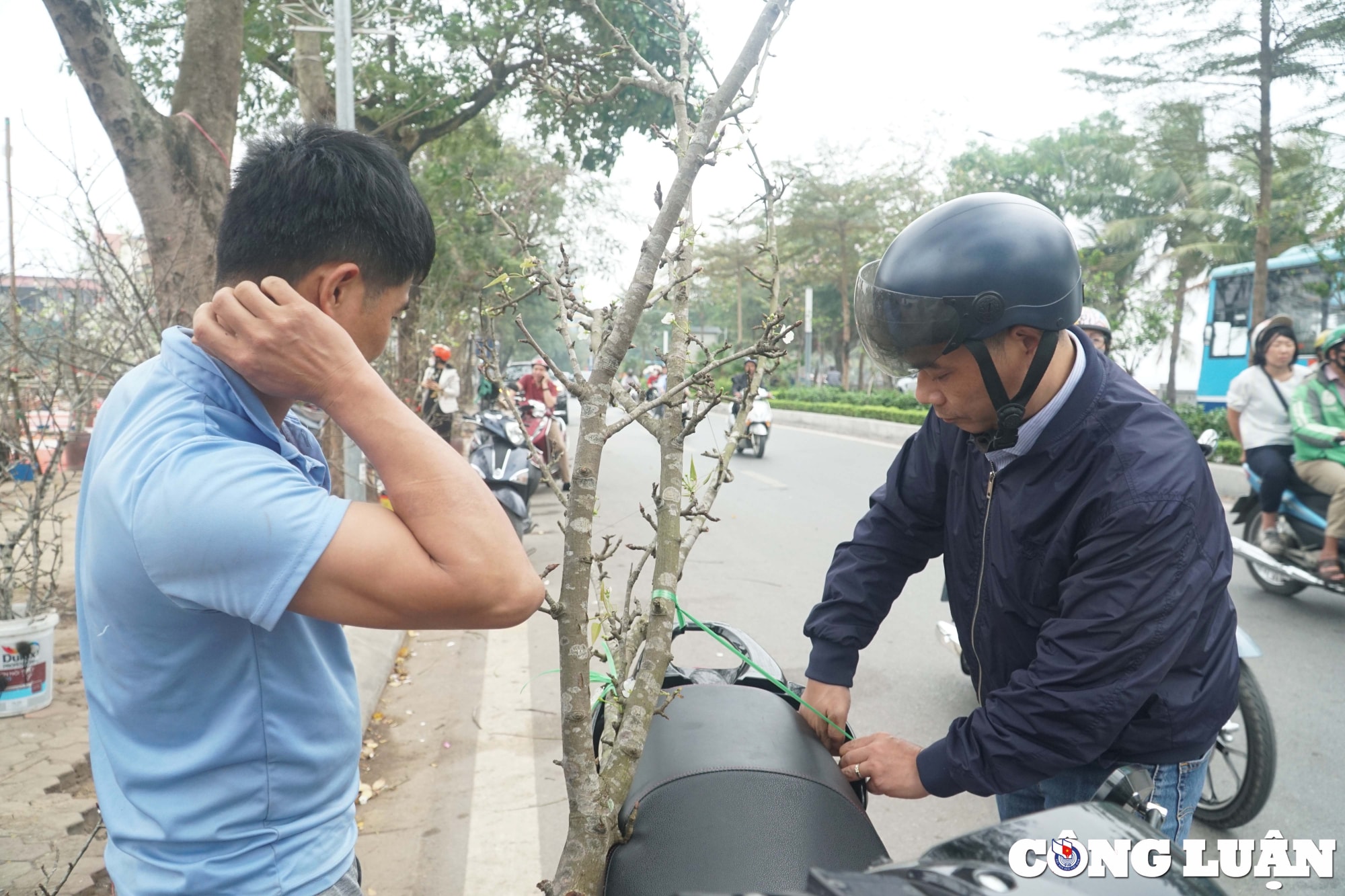 ha noi hoa le rung hut khach thu do sau tet nguyen dan hinh 9
