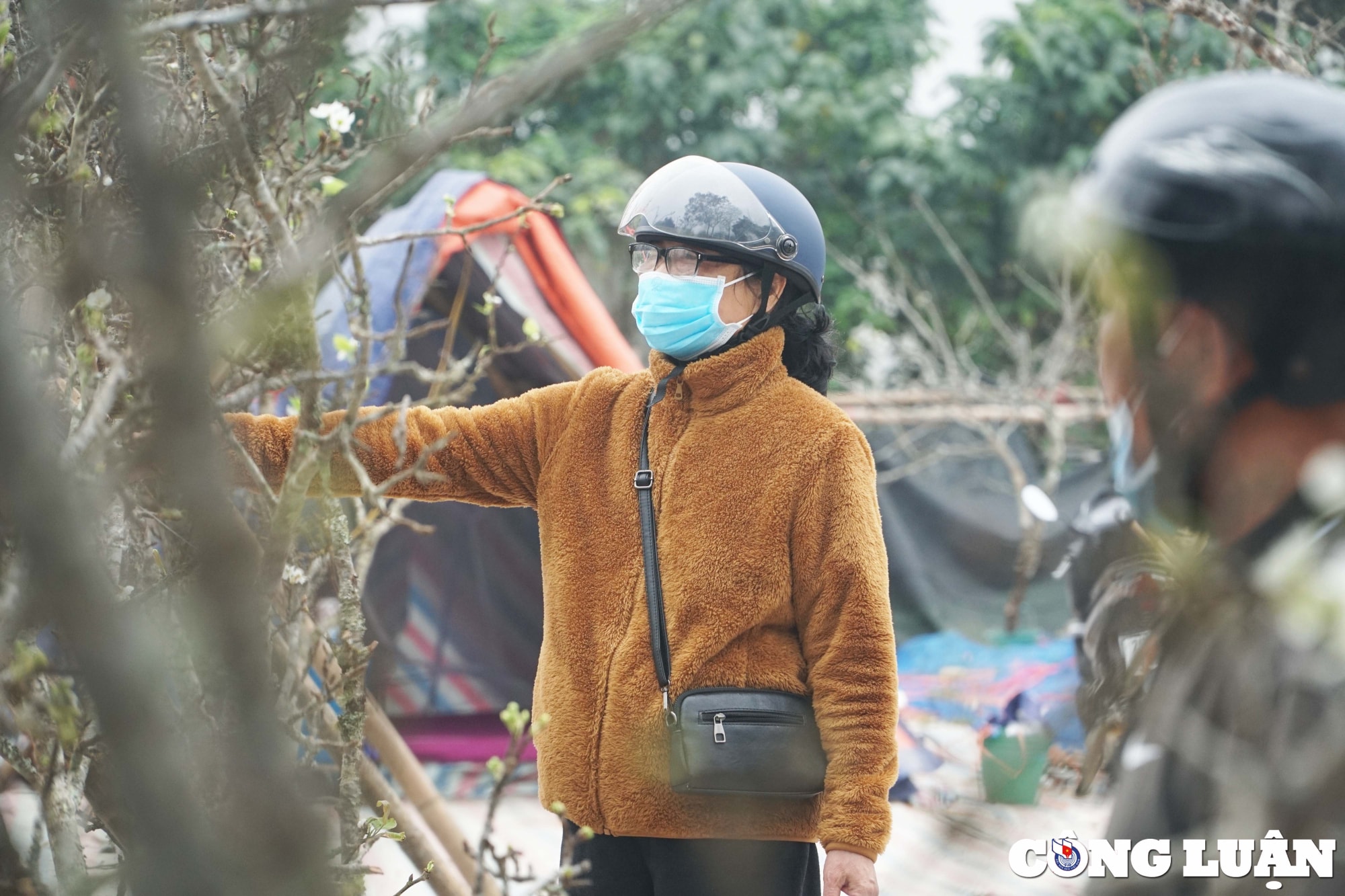 ha noi hoa le rung hut khach thu do sau tet nguyen dan hinh 7