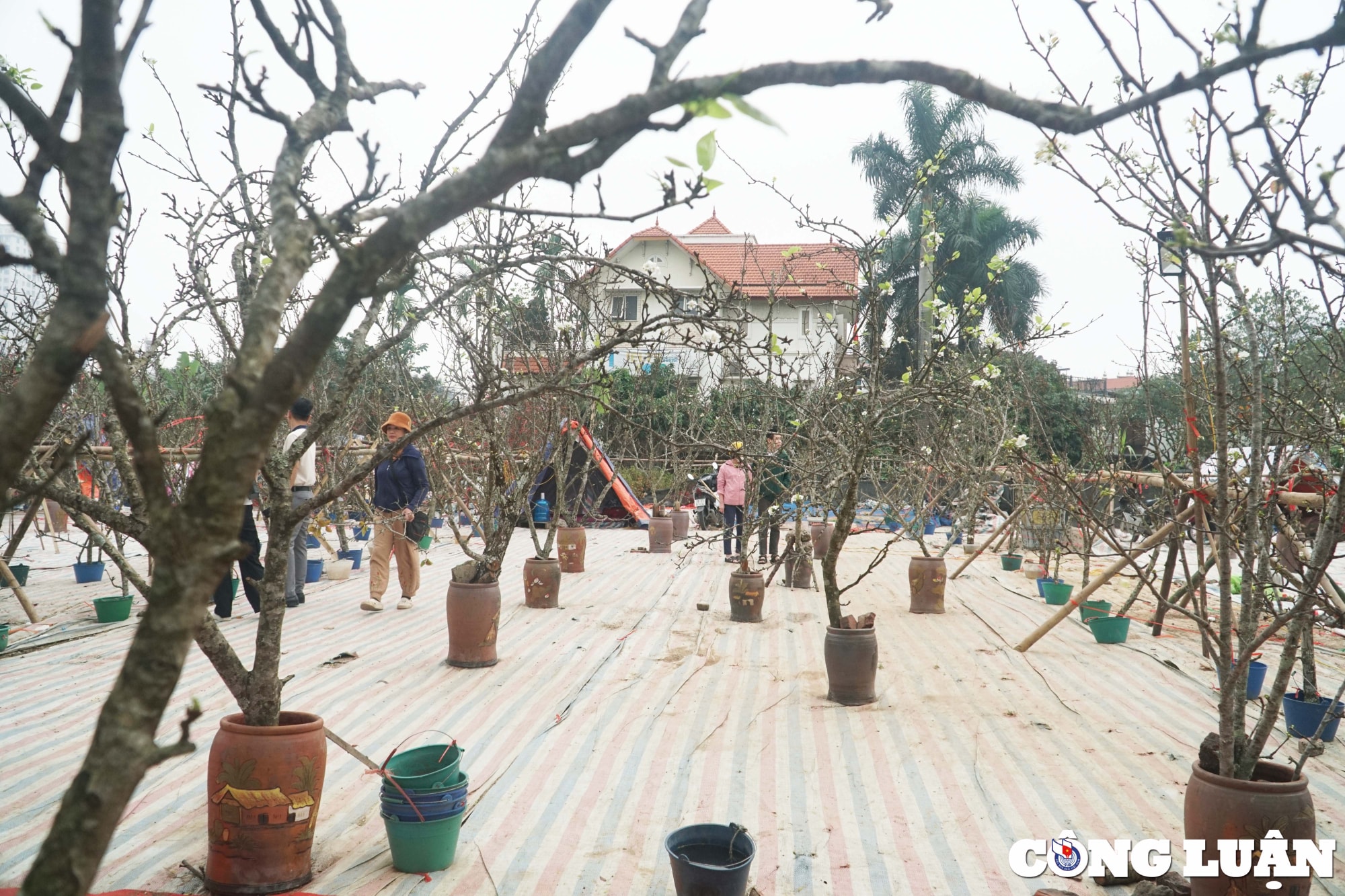 ha noi hoa le rung hut khach thu do sau tet nguyen dan hinh 1