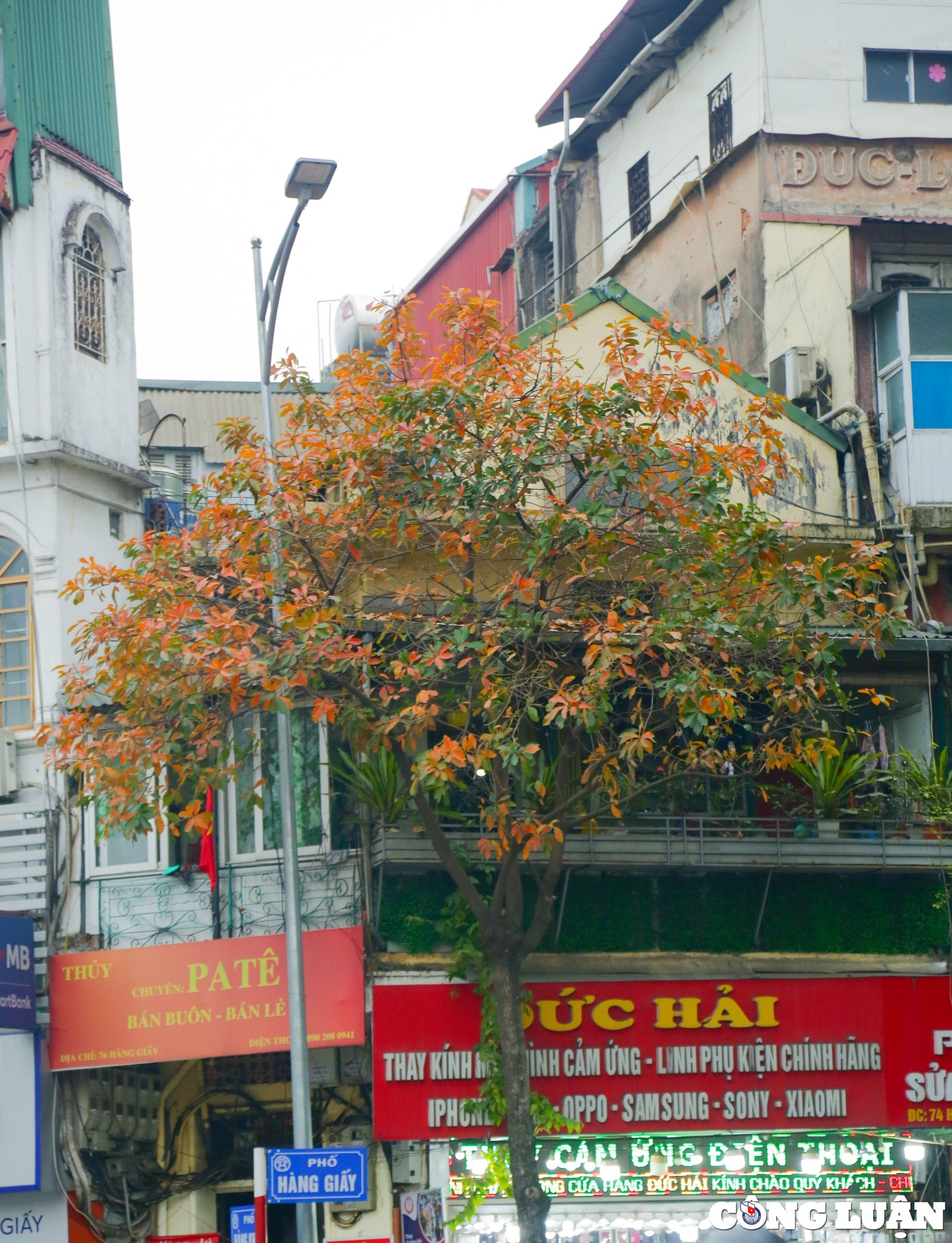 thu do ha noi dep ngo ngang trong mua la rung hinh 8