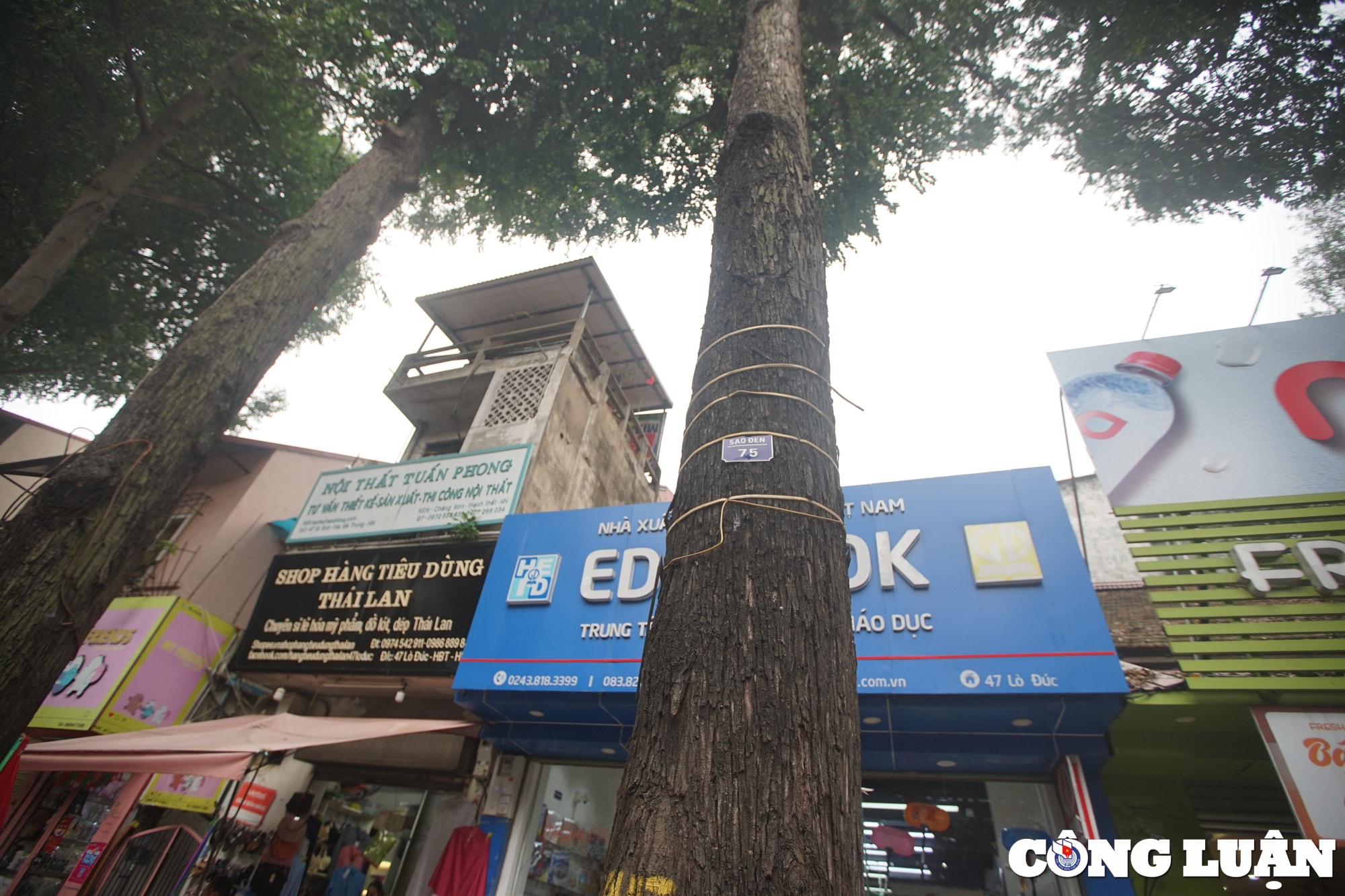 chiem nguong hang sao den tram tuoi o pho lo duc ha noi hinh 11