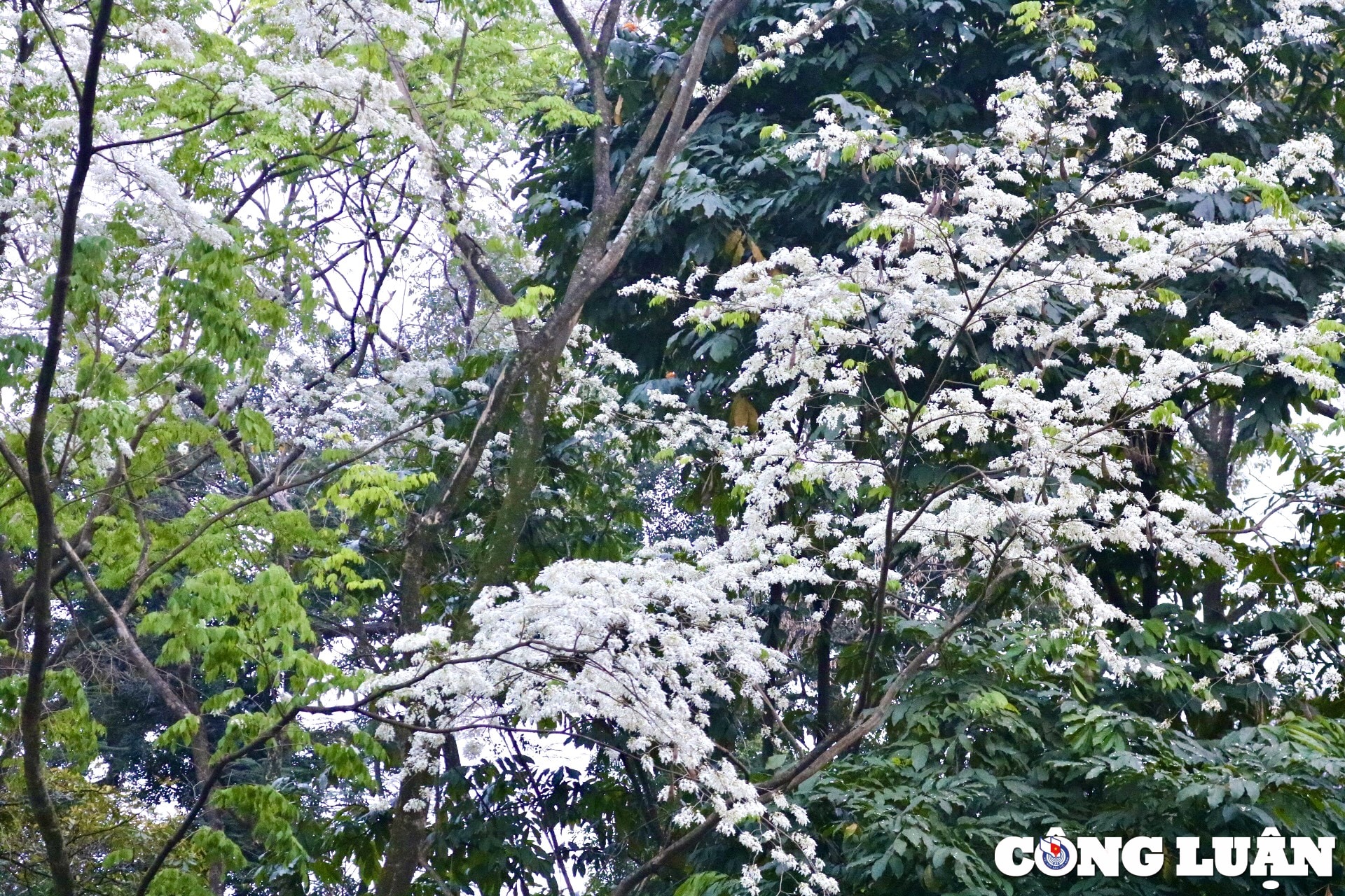 ha noi dep long lay nho sac trang tinh khoi cua hoa sua hinh 8
