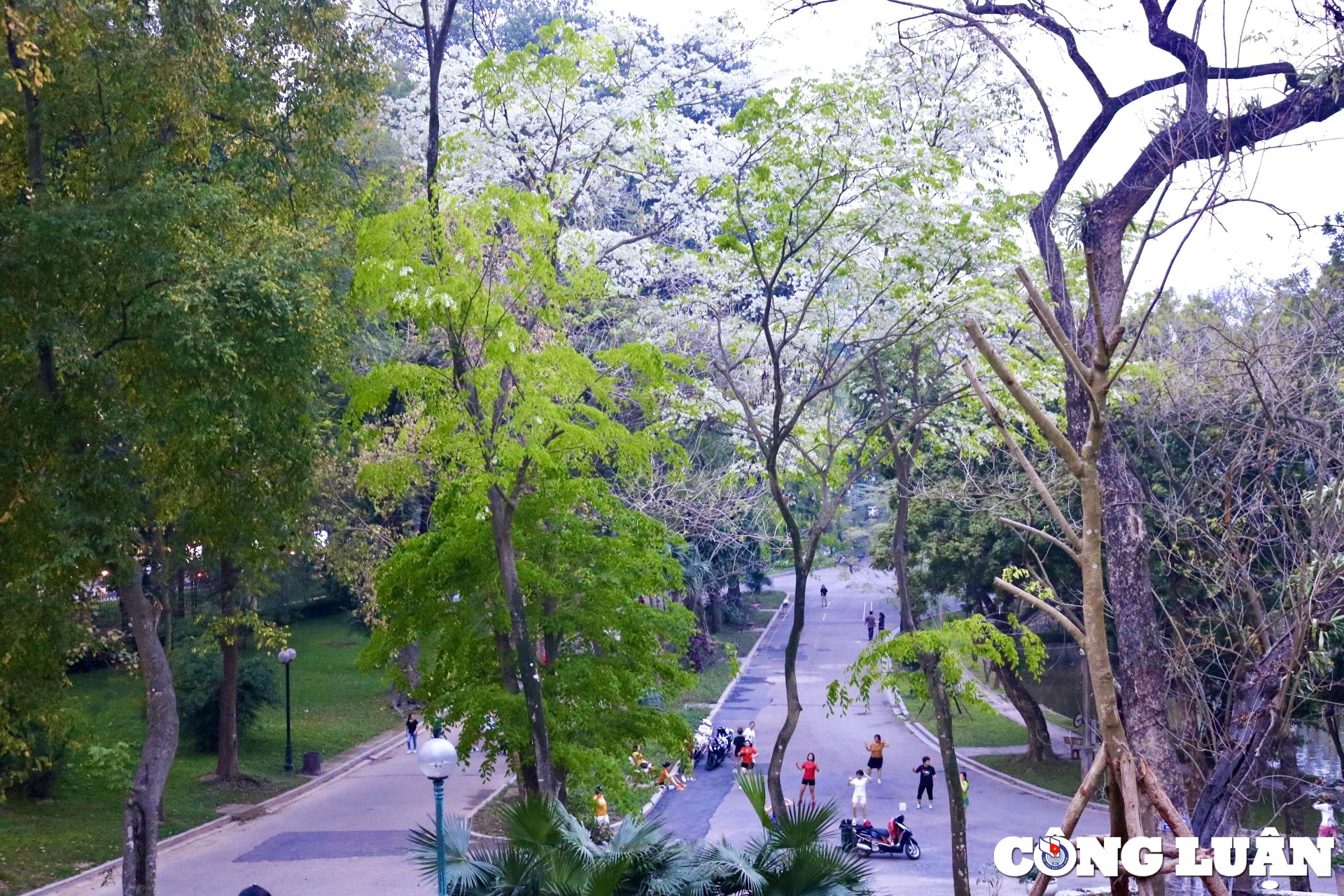 ha noi dep long lay nho sac trang tinh khoi cua hoa sua hinh 2