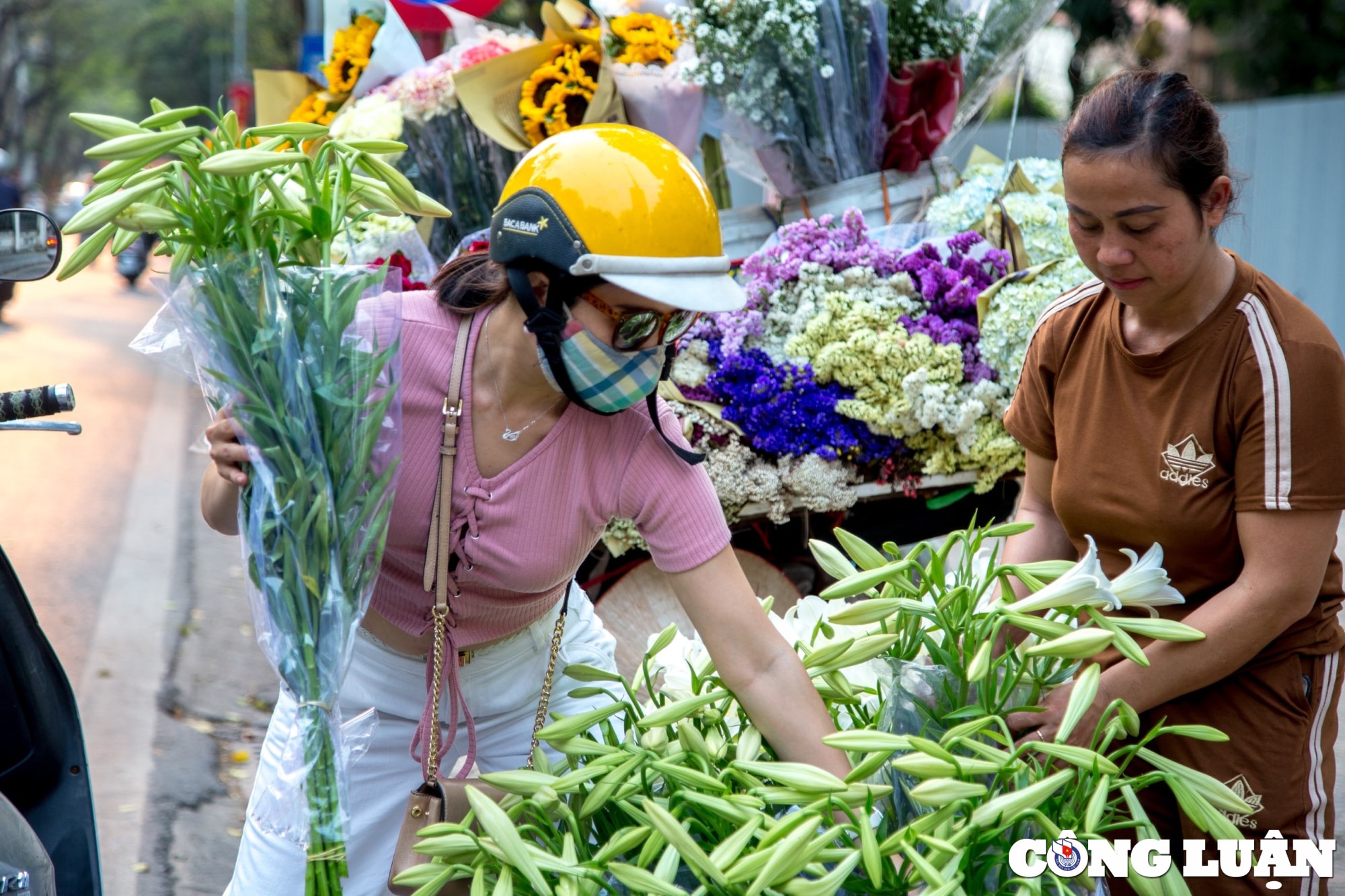 hoa loa ken khoe sac trang tinh khoi giua troi ha noi hinh 8